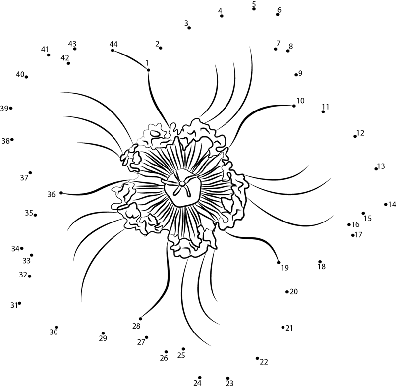 Hypericum Flower printable dot to dot worksheet