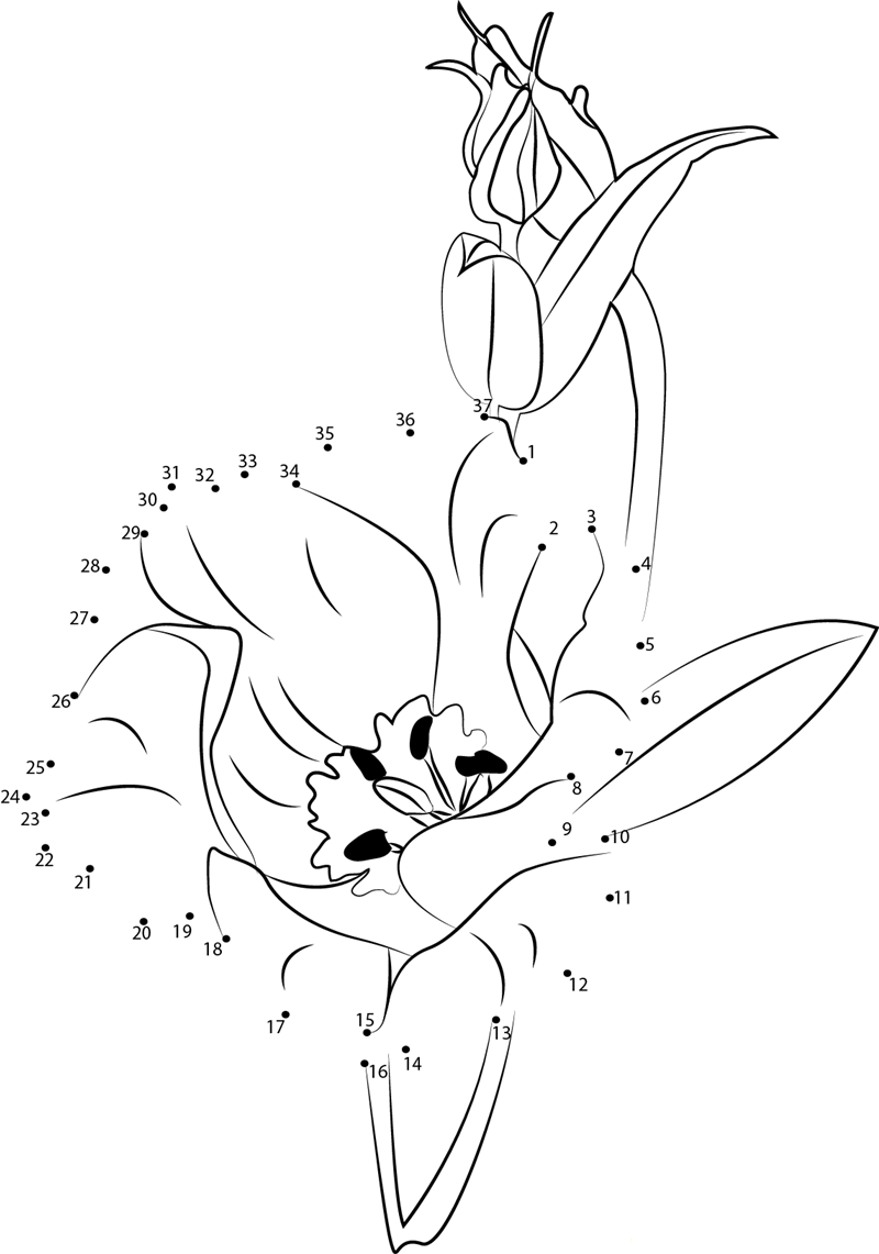 Lisianthus Flower printable dot to dot worksheet