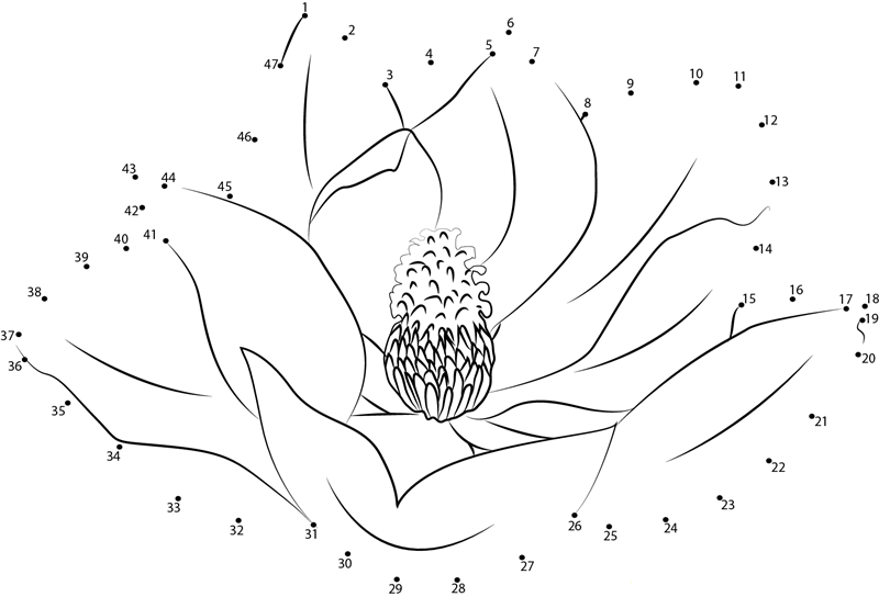 Magnolia Flower dot to dot worksheets