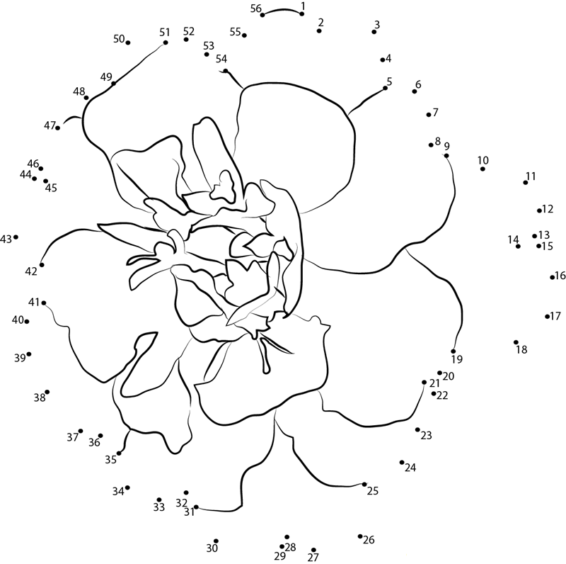 Marigold Flower printable dot to dot worksheet