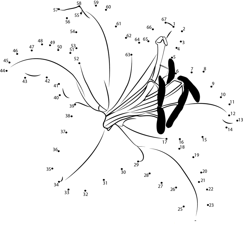 Oriental Lily printable dot to dot worksheet