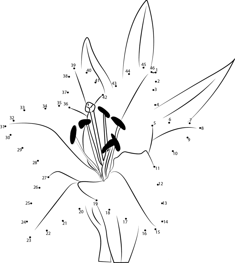 Oriental Lily Flower printable dot to dot worksheet