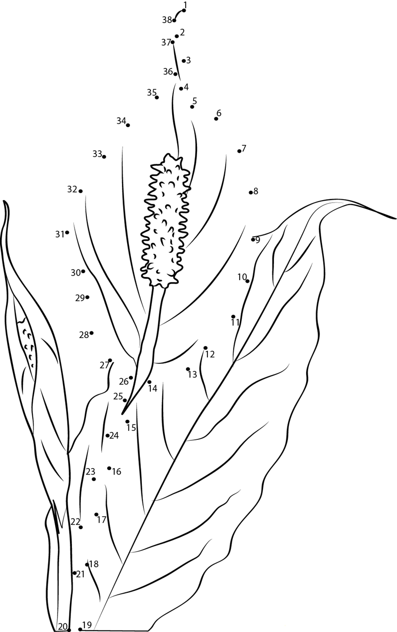 Peace Lily F2 dot to dot worksheets