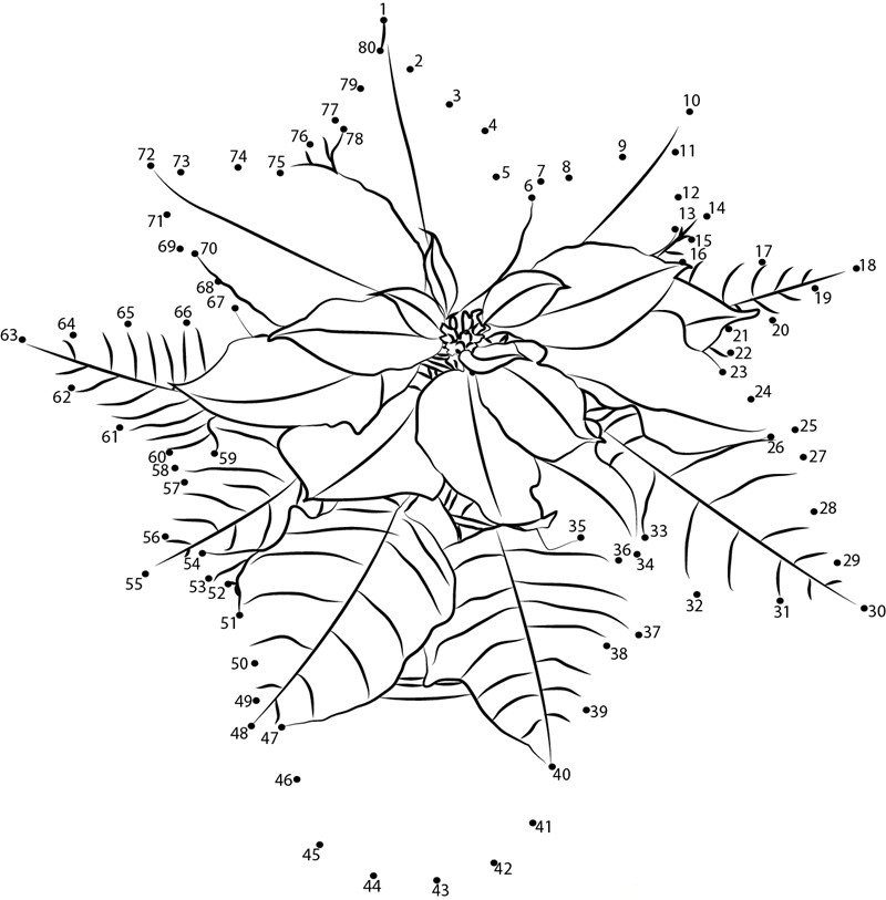 Poinsettia printable dot to dot worksheet