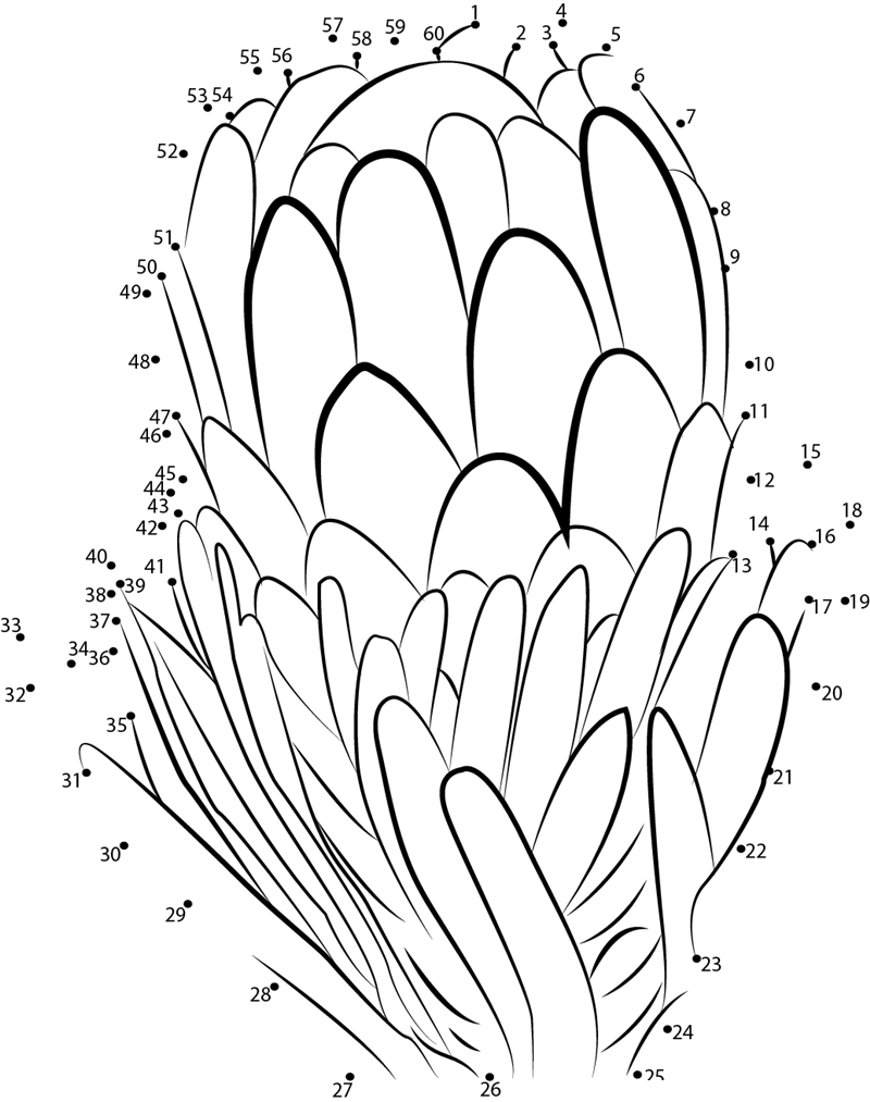 Protea dot to dot worksheets