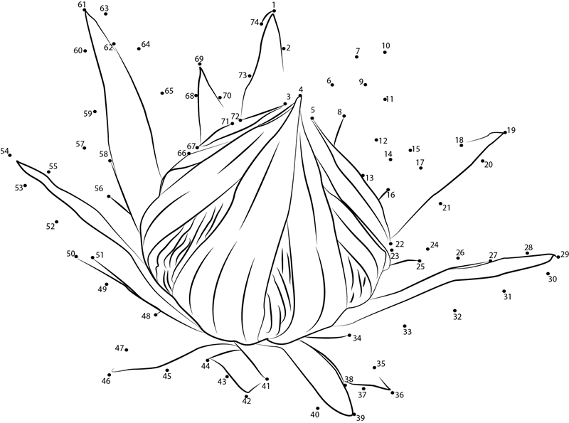 Protea Flower dot to dot worksheets