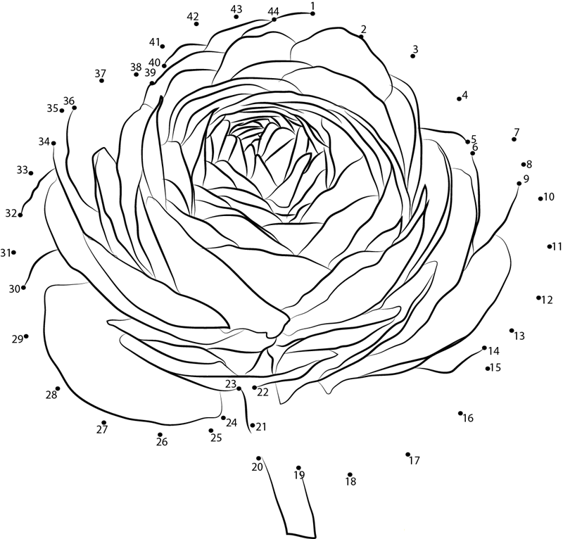 Ranunculus dot to dot worksheets