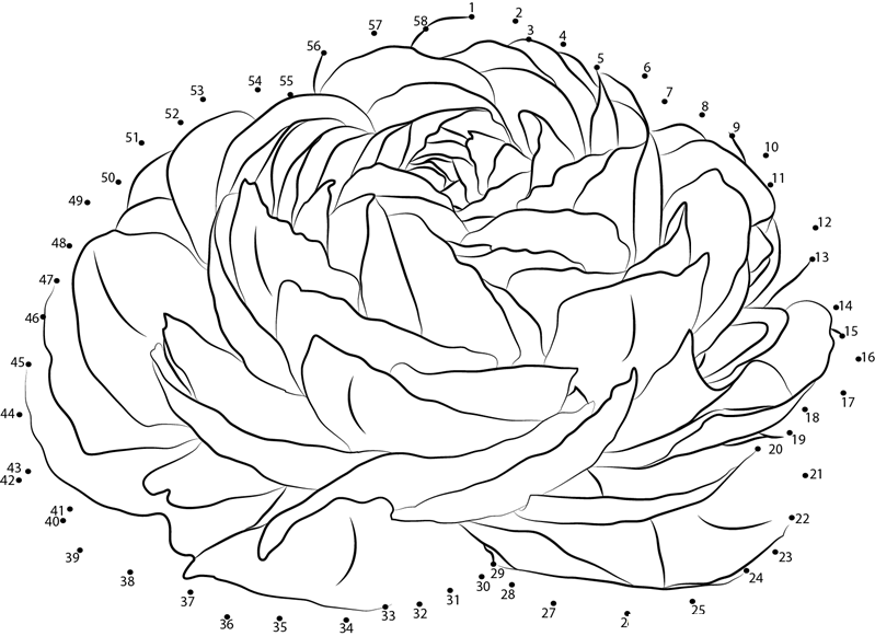 Ranunculus F2 dot to dot worksheets