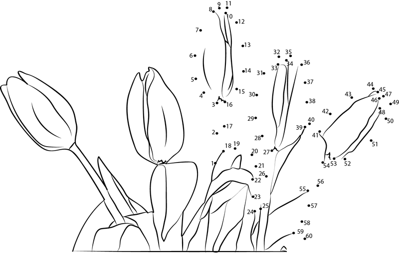 Tulip Flower dot to dot worksheets