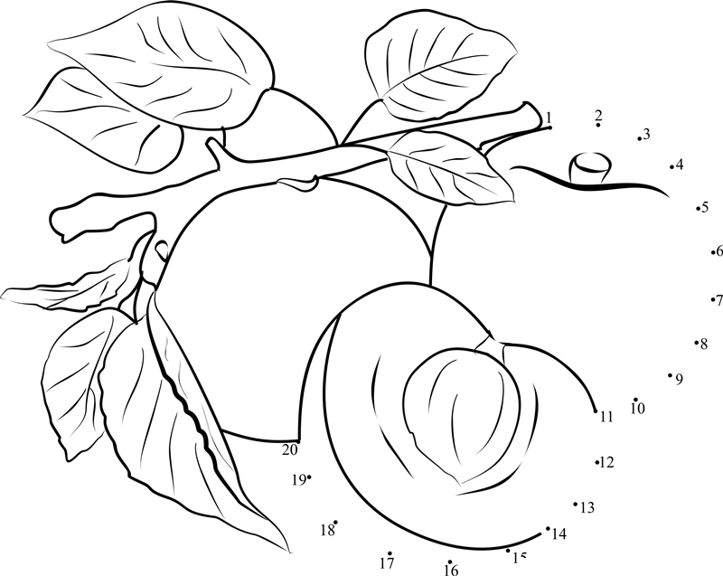 3 Appricots On Stem dot to dot worksheets