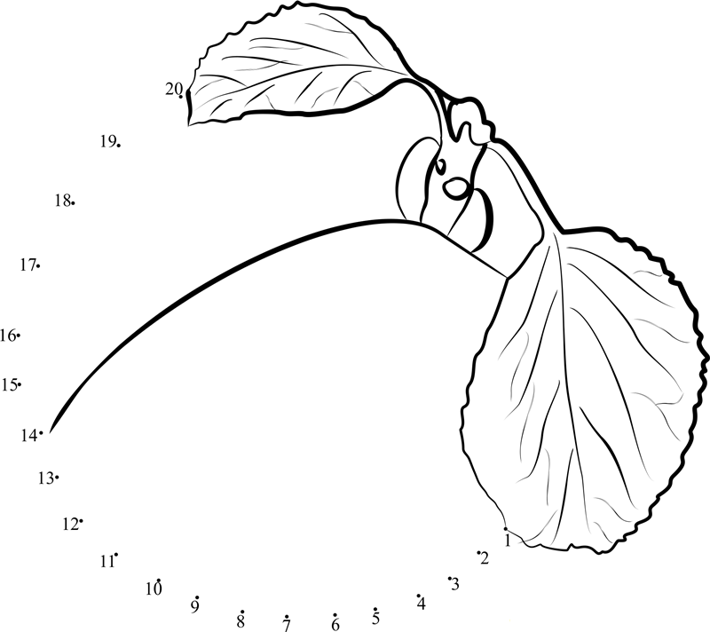 Apricot Fruit printable dot to dot worksheet