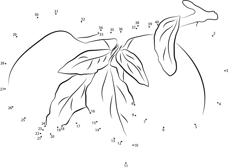 Apricots Leaves Branch printable dot to dot worksheet