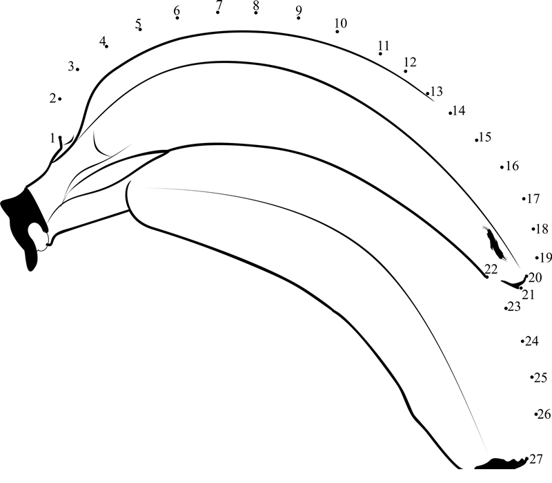 Two Bananas printable dot to dot worksheet