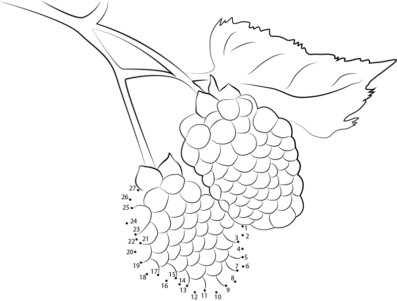 Blackberry Fruit dot to dot worksheets