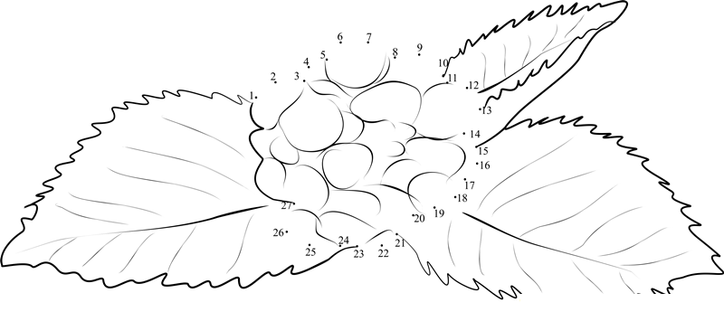 Blackberry With Leaf printable dot to dot worksheet