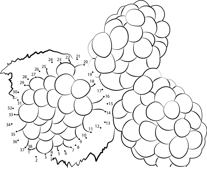 Colorful Blackberry Fruits printable dot to dot worksheet