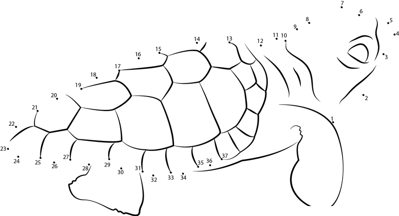 Baby Turtle printable dot to dot worksheet