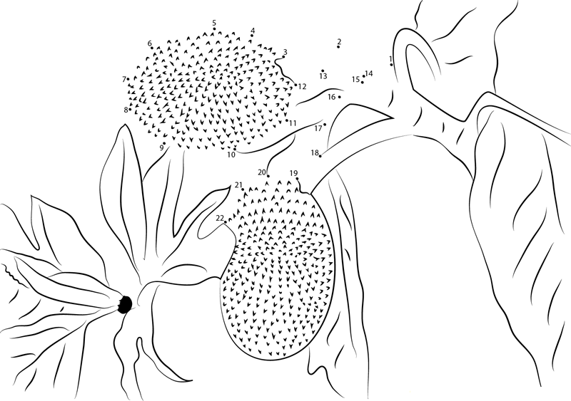 Artocarpus Altilis Fruit printable dot to dot worksheet