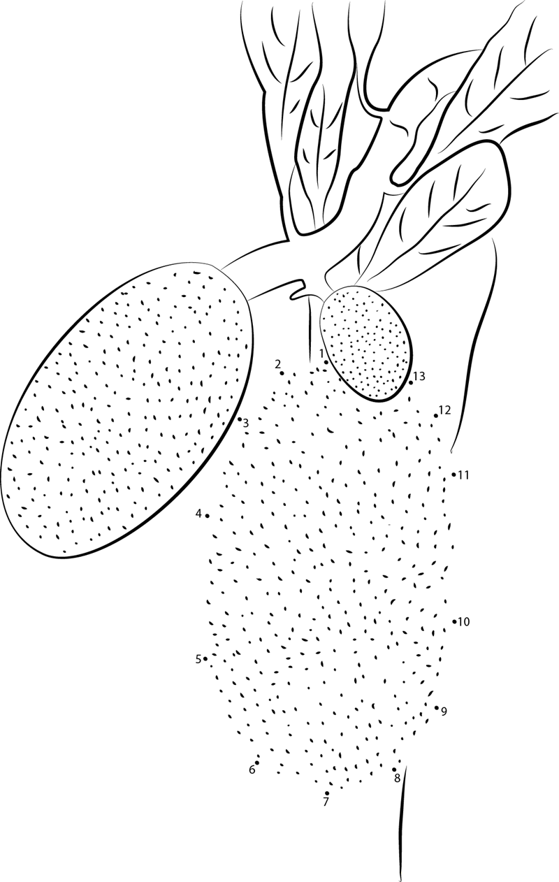 Artocarpus Heterophyllus Jackfruit printable dot to dot worksheet