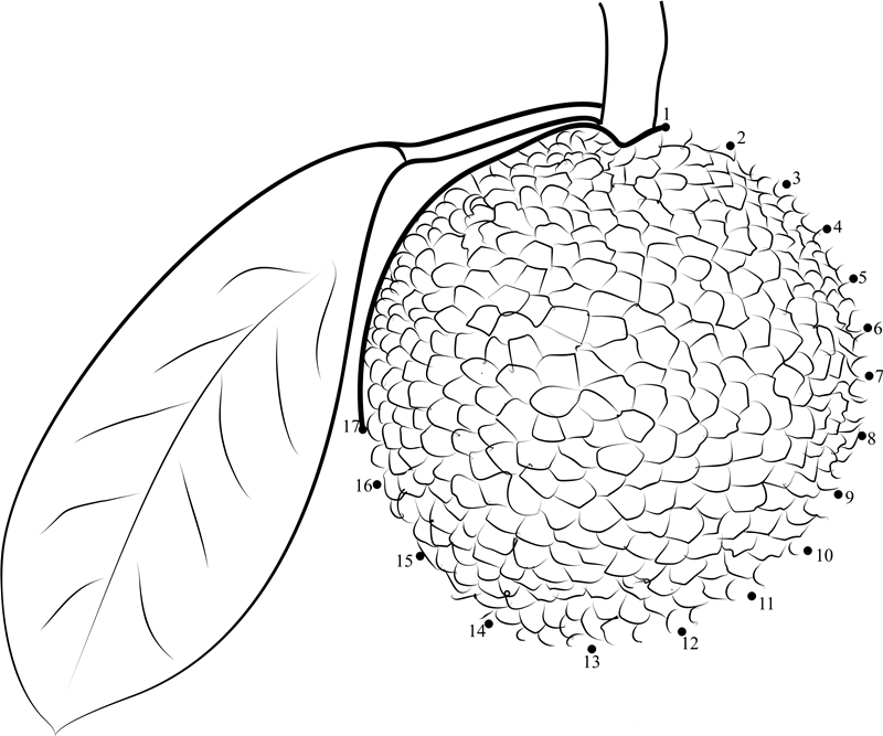 Breadfruit Full printable dot to dot worksheet