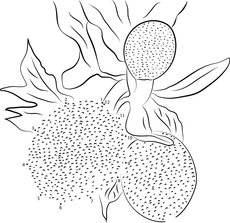 Breadfruit Mbvdr printable dot to dot worksheet