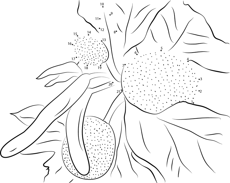 Male Flowers And Fruits Of Artocarpus Altilis printable dot to dot worksheet