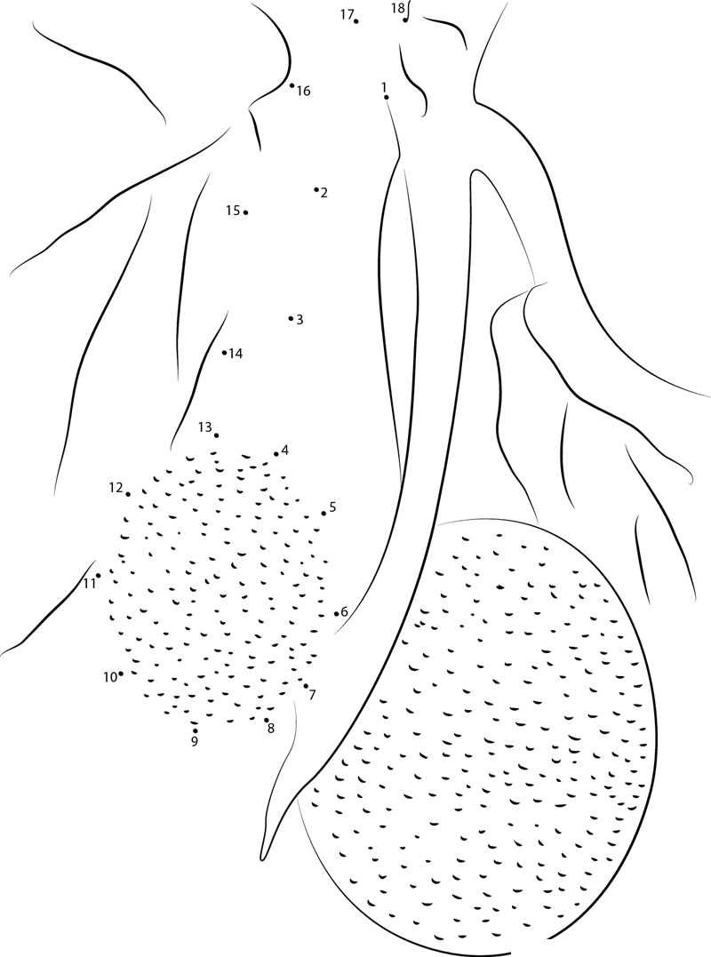 Two Breadfruit printable dot to dot worksheet