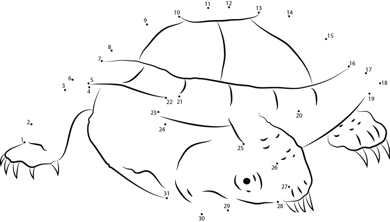 Black Spine Neck Swamp Turtle printable dot to dot worksheet