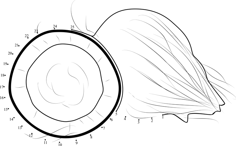 Coconut Cut Into Half printable dot to dot worksheet