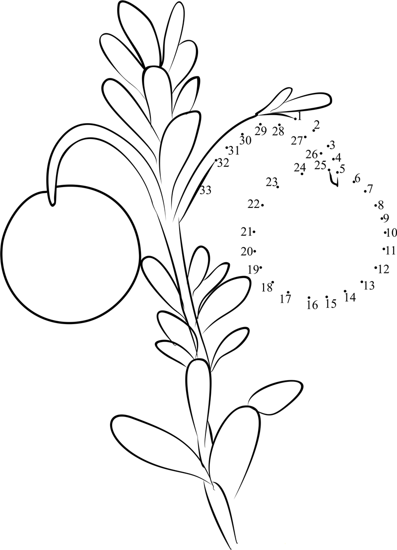 Cranberry On Plant printable dot to dot worksheet