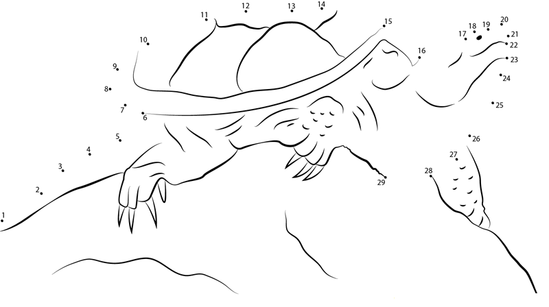 Common Snapping Turtle dot to dot worksheets