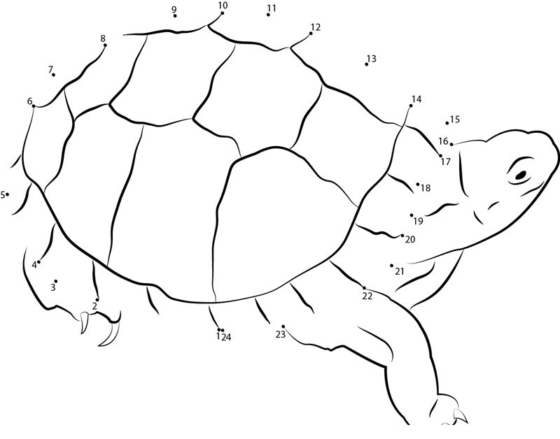 Eastern Box Turtle dot to dot worksheets