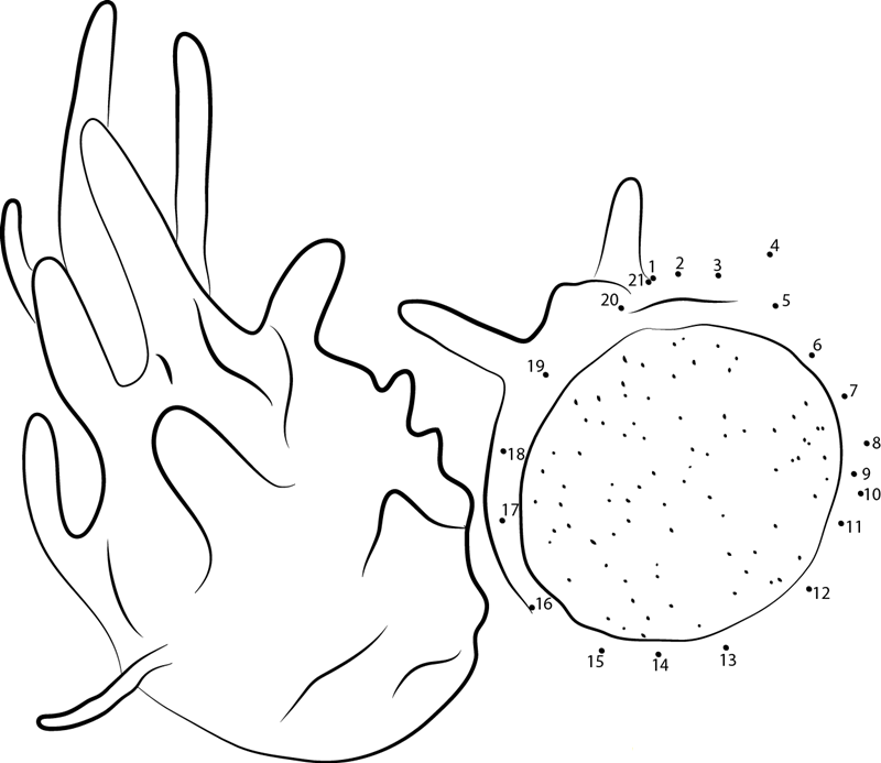 Dragon Fruit Wpins printable dot to dot worksheet