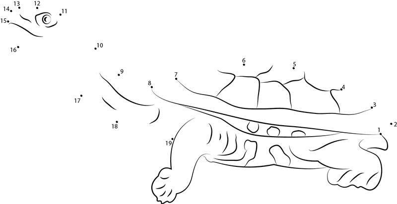 Eastern Long Neck Turtle dot to dot worksheets