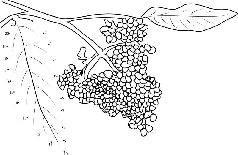 Elder Berry printable dot to dot worksheet