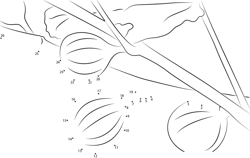 Brown Turkey Figs printable dot to dot worksheet