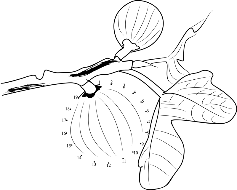 Figs On Tree printable dot to dot worksheet