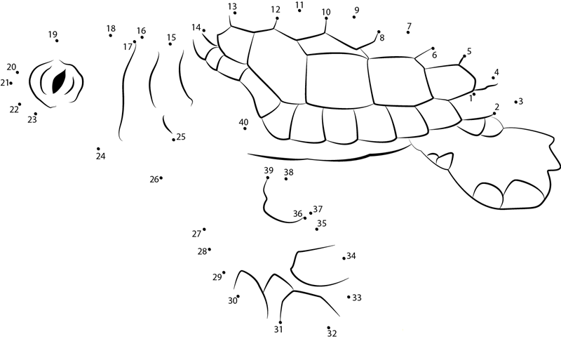 Grey Baby Turtle dot to dot worksheets