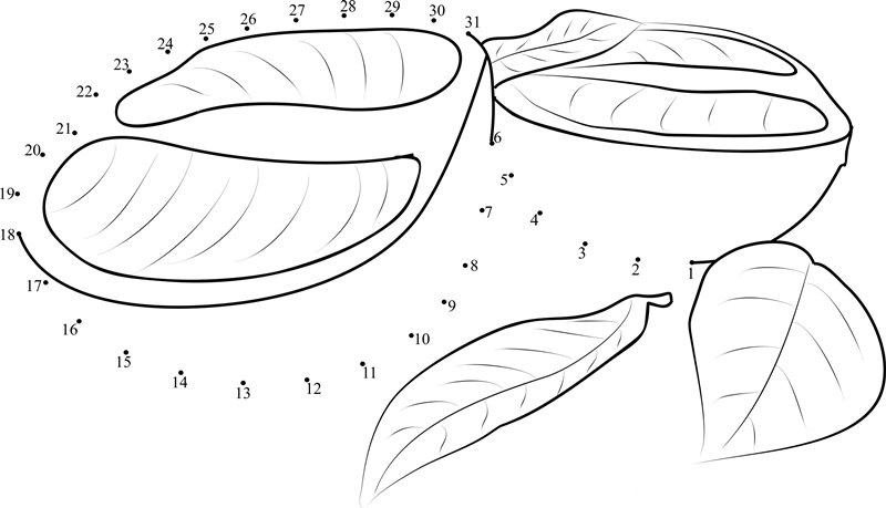 Grapefruits dot to dot worksheets