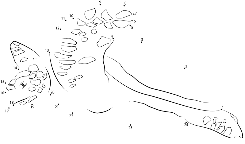 Hawksbill dot to dot worksheets