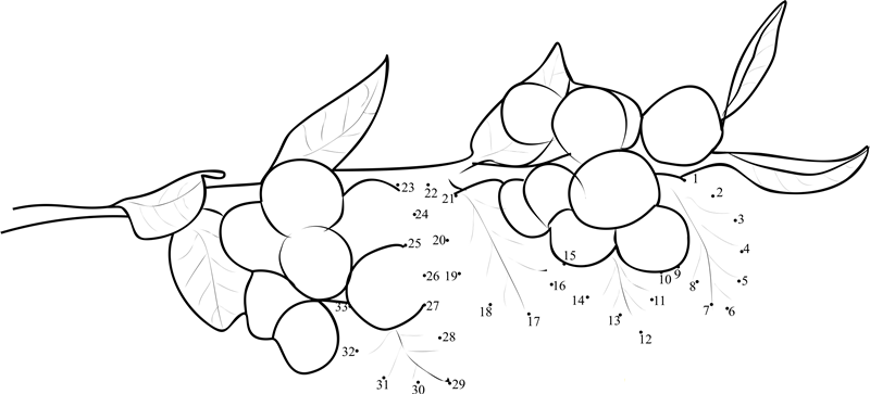 Huckleberries printable dot to dot worksheet