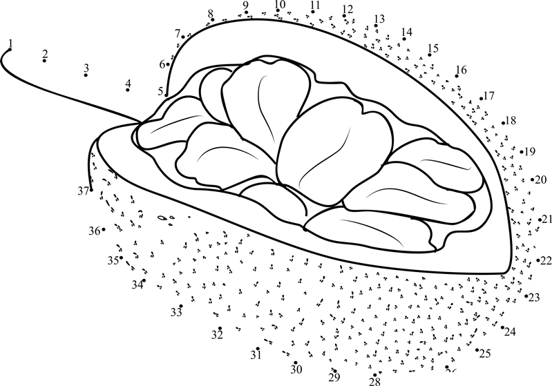 Jackfruit Sliced printable dot to dot worksheet