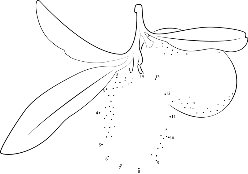 Close Up Of Two Kumquats printable dot to dot worksheet