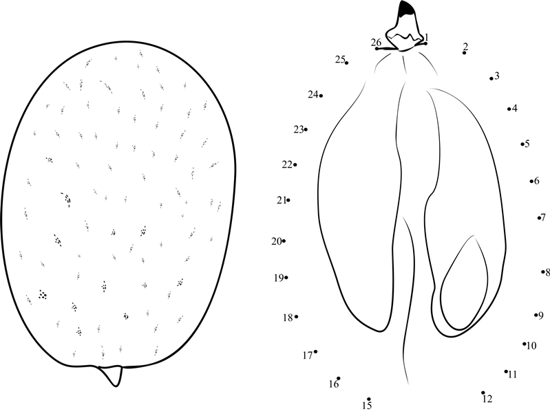 Kumquats printable dot to dot worksheet