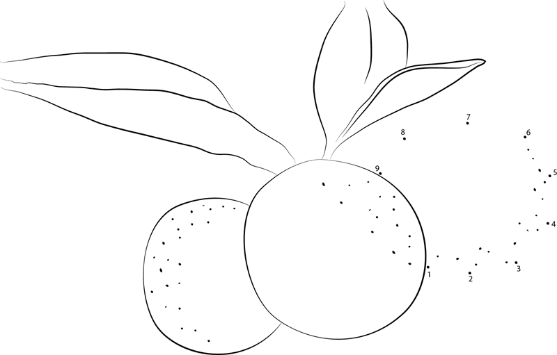 Kumquats Plants printable dot to dot worksheet