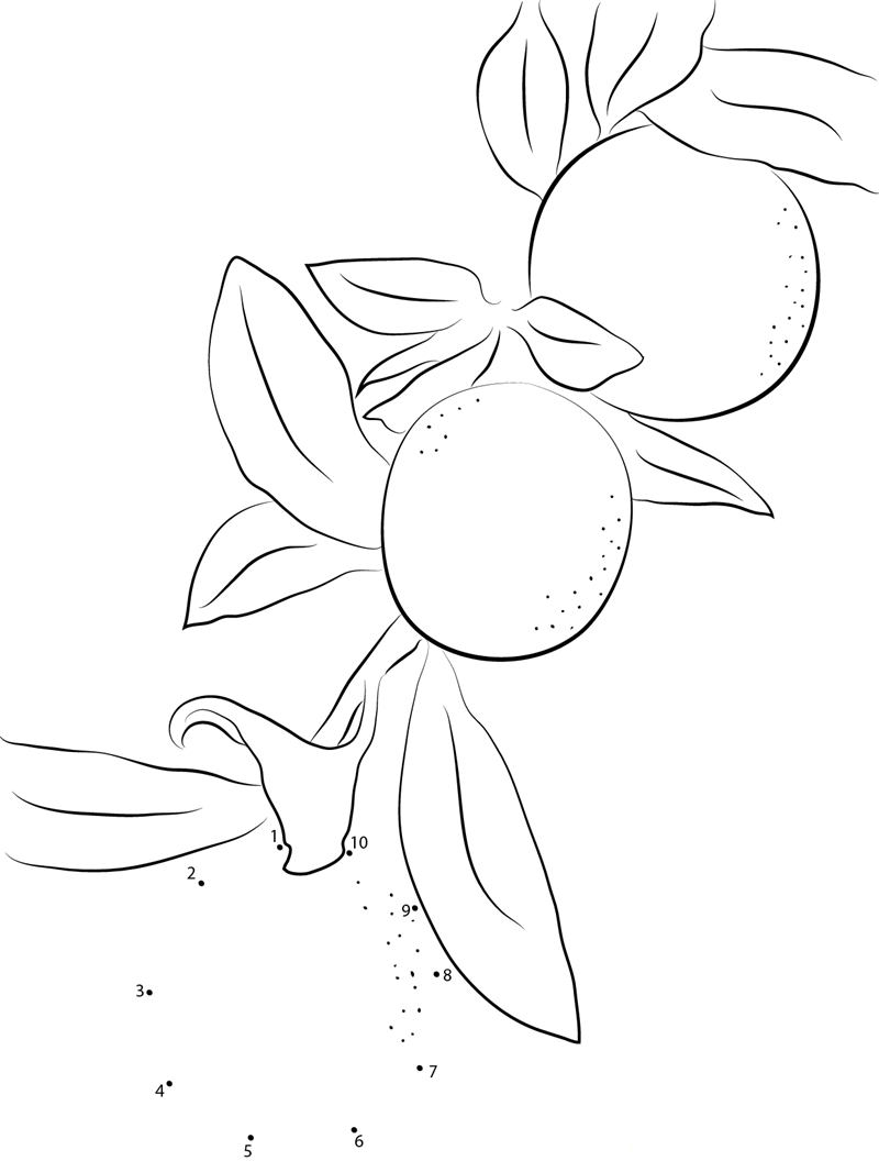 Meiwa Kumquat Fruit printable dot to dot worksheet