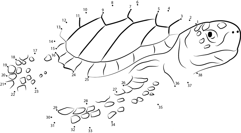 Logger Head Sea Turtle printable dot to dot worksheet