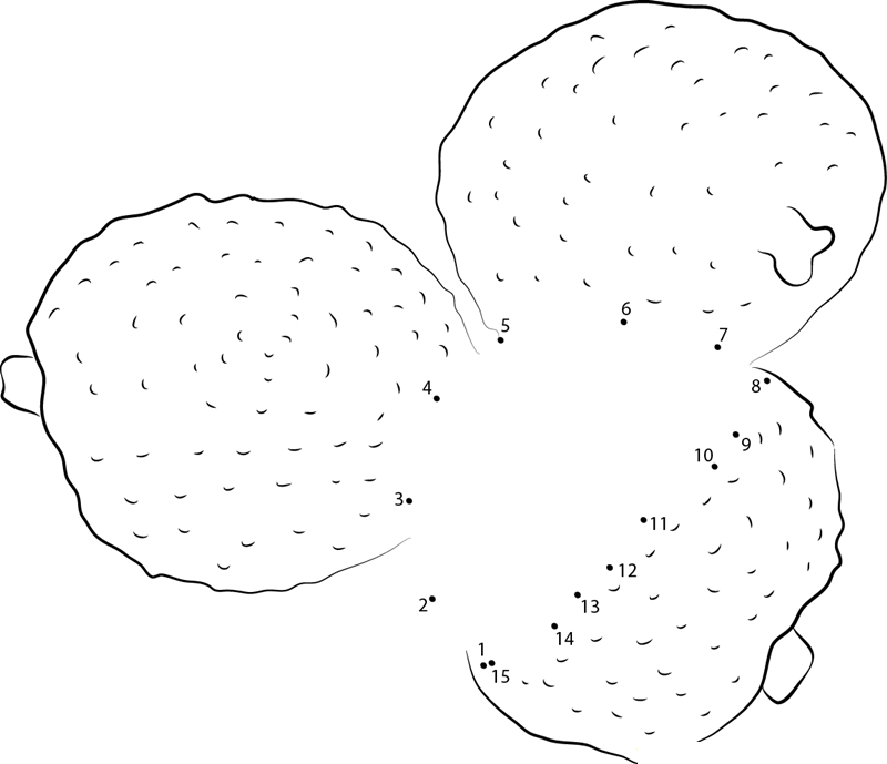 Lychee Fruit printable dot to dot worksheet