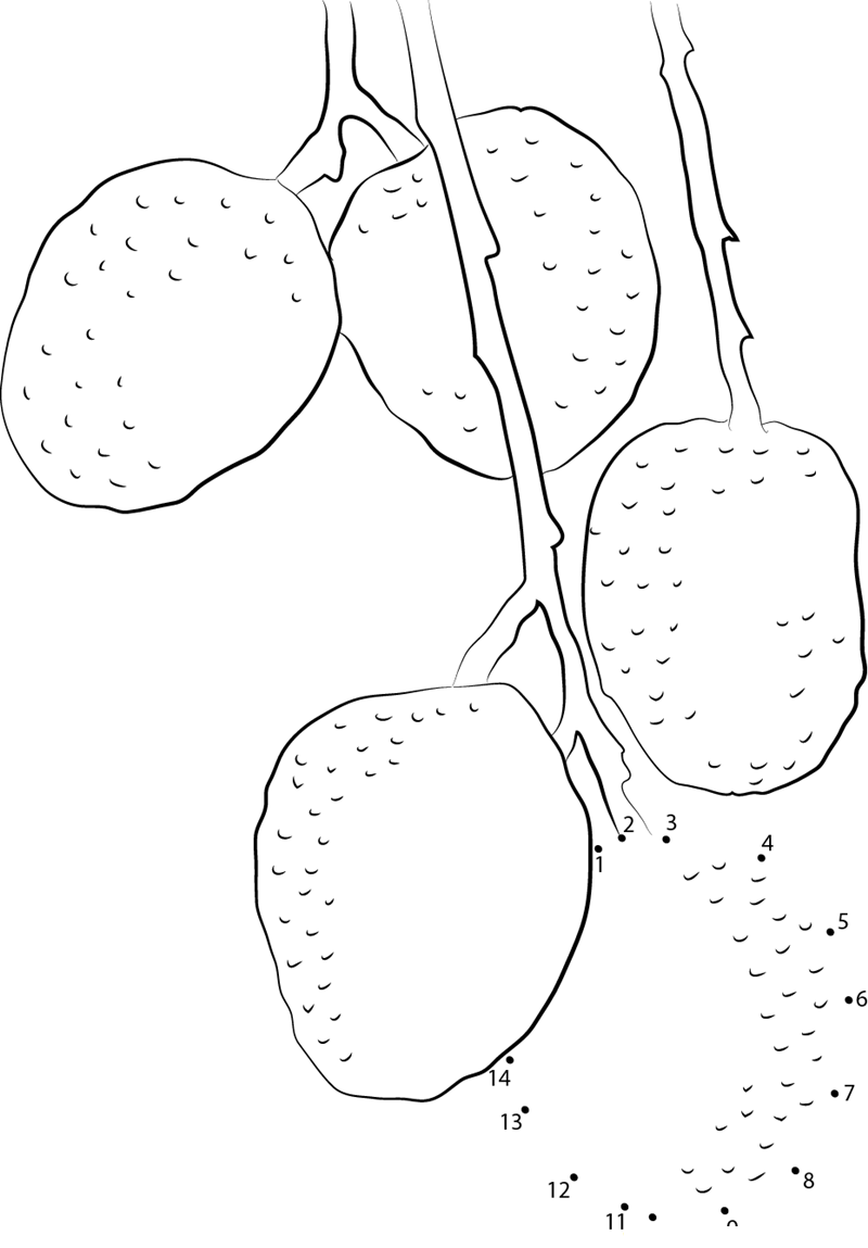 Lychee Fruit Tree printable dot to dot worksheet