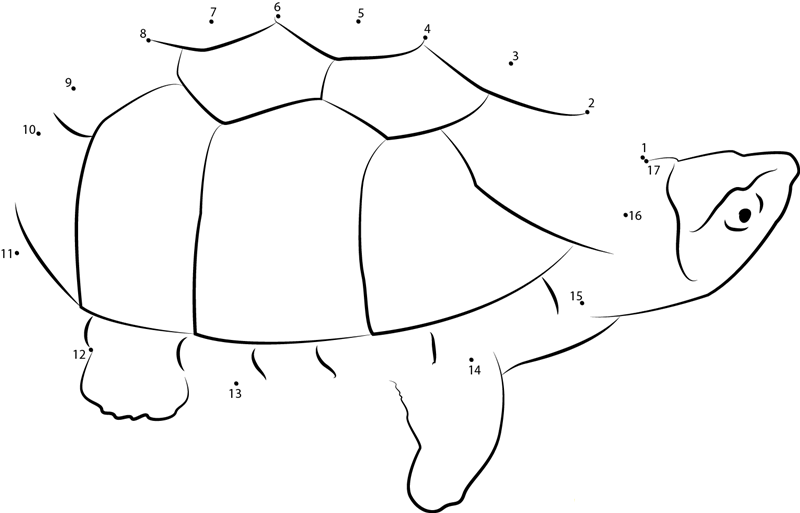 Musk Turtle printable dot to dot worksheet